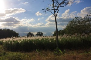 Wheat Fields of Costa Rica